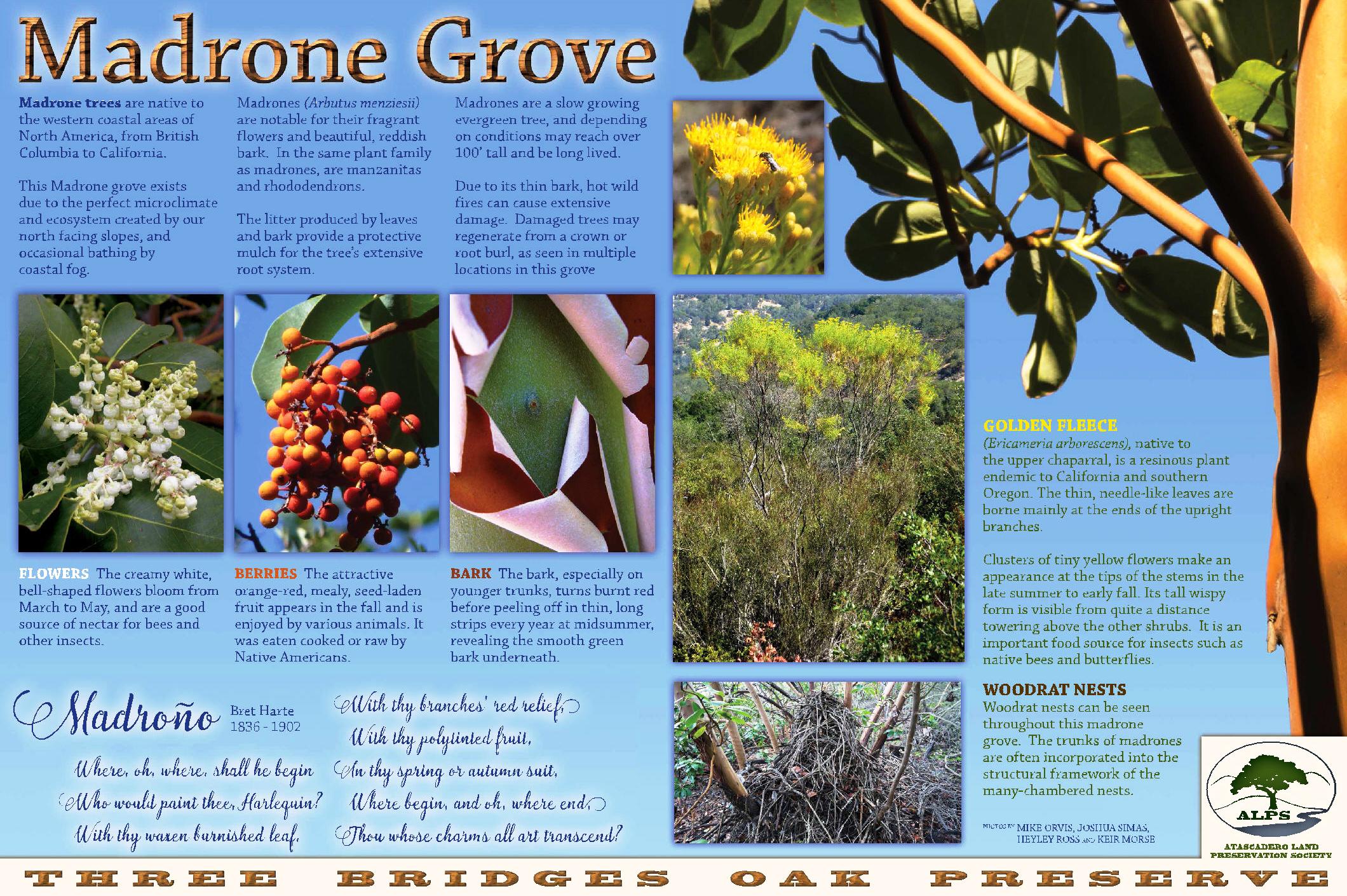 Madrone Grove - Madrone Trail